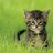 heart_lysonette's profile image