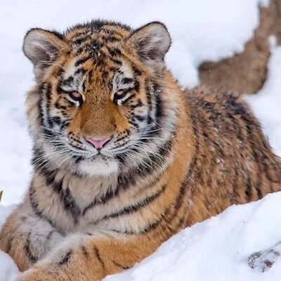 Brink_Tiger's profile picture. Call of Duty Ghost Player. Ar/Sub Slayer 
F/A. Only GT: NastY ReLOADzz @OpTic_NaDeSHoT is my role model!