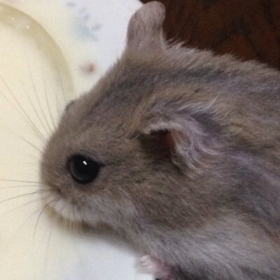 いちろトレーナー🇺🇦🇵🇸頑張れさんのプロフィール画像