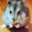 きよどんのTwitterプロフィール画像