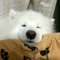 ももちゃん (@yukimomo_66) 's Twitter Profile