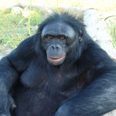 TheBanjoBongo's profile picture. The World's premiere primate movie critic