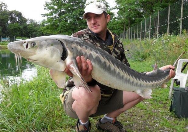 sport fishing, pesca sportiva, Sturgeon and carp, storioni e carpe , fishing passion, passione pesca