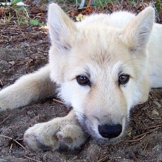 Hi im Light the wolf puppy im adopted by @DarkClawShadow he my daddy he big and strong (pack:Shadow Knights)