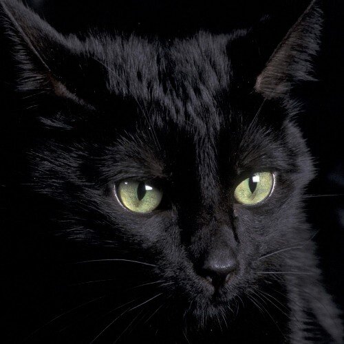 Ich liebe Katzen, und Pferde!!  Ich kann KEIN Englisch