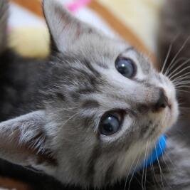 botです。フォローしてくれると喜びます！