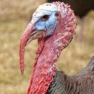 I'm a happy turkey , mood free and loving life, #lovetheweekend. But i hate christmas