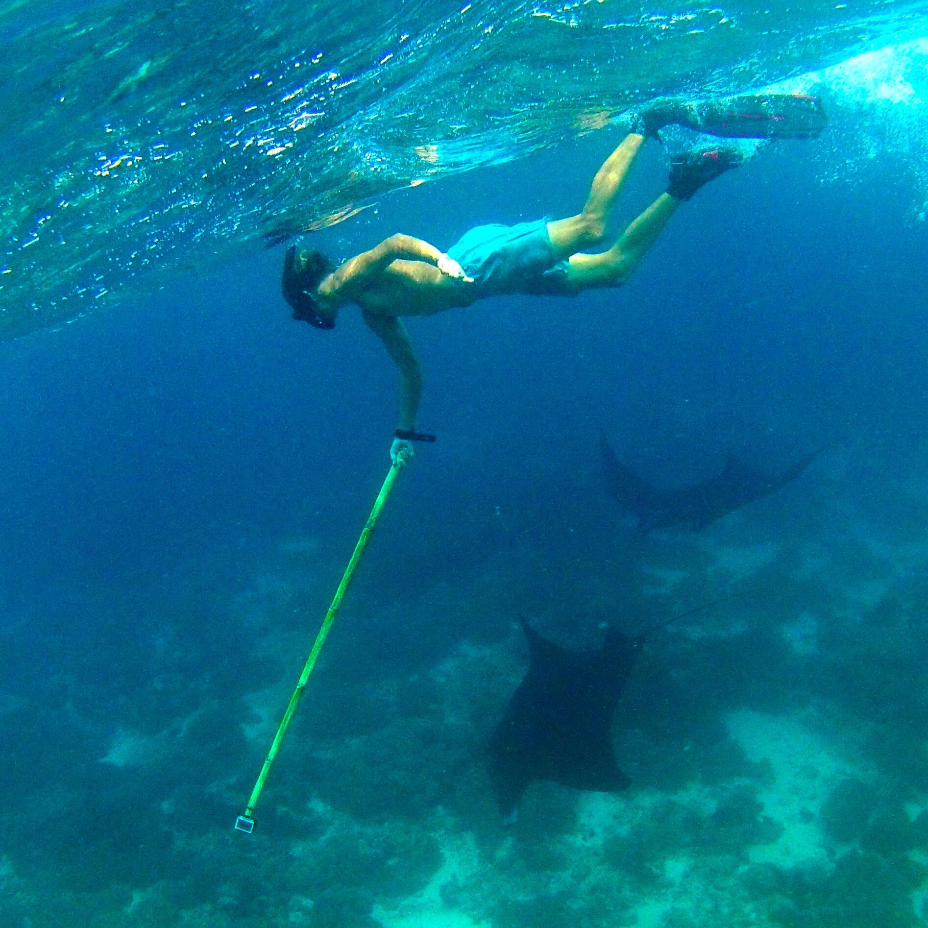 Postdoc in Behavioural Ecology  @IIM_CSIC #Sharks #Rays #AnimalBehaviour #SocialNetworks #Drones