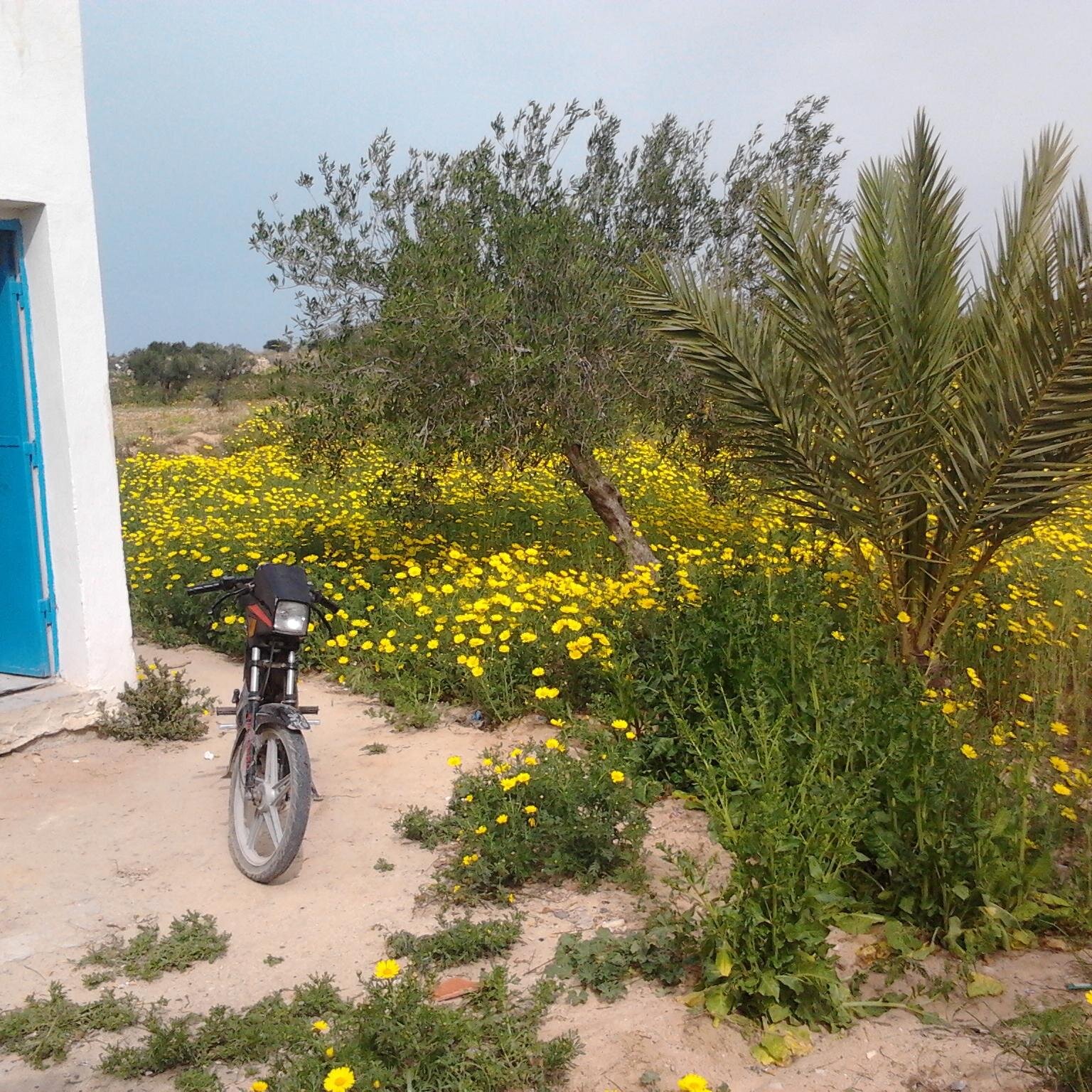 MozaouiTn's profile picture. 