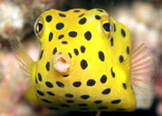 narimadiving's profile picture. 