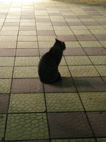損得考えられないタイプです