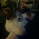 reformedbogan's profile picture. Centre lefty from bogan roots