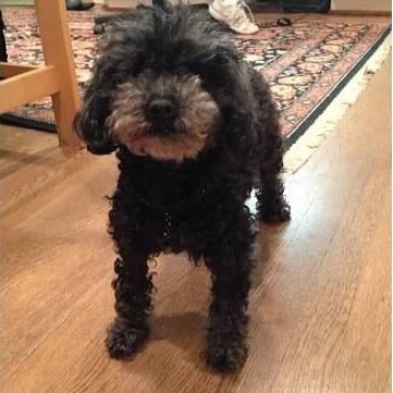 peterdavis_'s profile picture. Human, alive/well