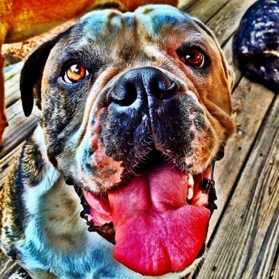 loveusnleaveus's profile picture. doggy daycare and boarding in the heart of the berkshires... run with the pack! Get covered in fur!