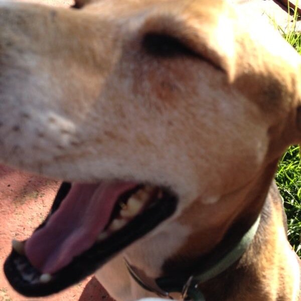 DArgento10's profile picture. Tristeza nao tem fin, felicidad sim