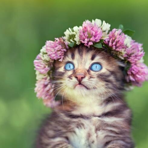 CUTE ANIMALS ARE THE BEST ^.^