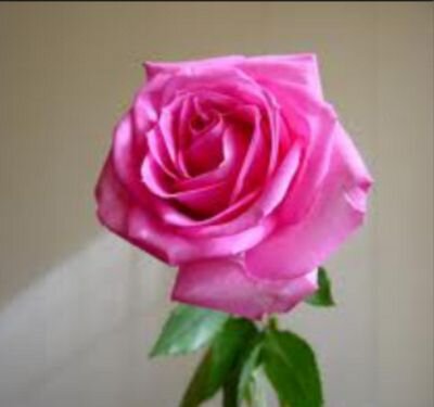 ماأجمل الحياة نعيشها بقناعه ❤️❤️