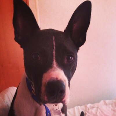 Hi im Elvis and im a Staffy / Collie Cross breed. I am a rescue dog who is full of life and looking for friends and sharing my life on twitter and instagram.