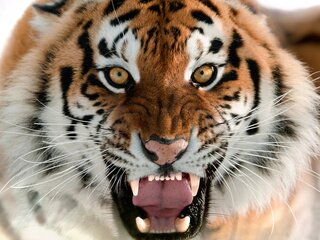 Нашли свое счастье — не перевоспитывайте, не пилите, не ругайте, а любите, любите, любите и берегите.