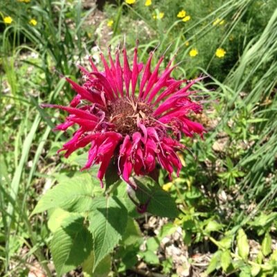 ChristinaVoltz's profile picture. 