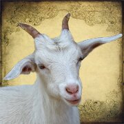 welshgoatvintag's profile picture. Etsy seller selling vintage film, TV, sporting, and music memorabilia.