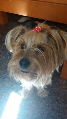 tu tienda para los animales