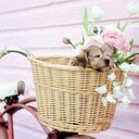 Patty McDaniel - @pmedge3 - Twitter