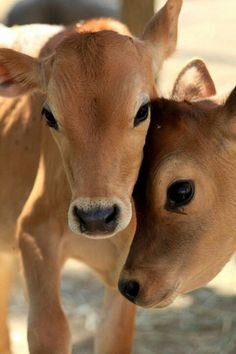 #BanCowSlaughter