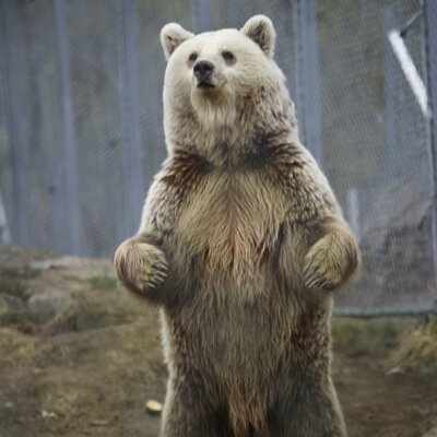 You're average community bear