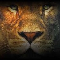 _narnian_'s profile picture. 