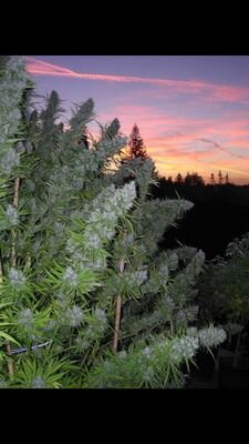 This account is a journey of the weed I come accross everyday