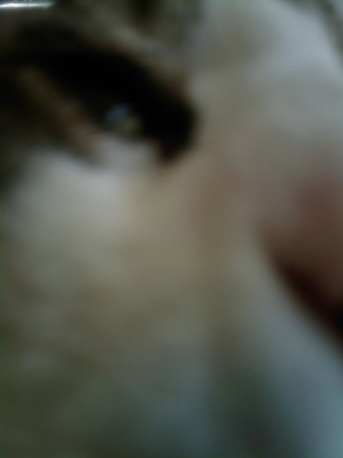 cdburg's profile picture. 49ers fan, craft beer drinker, and home brewer