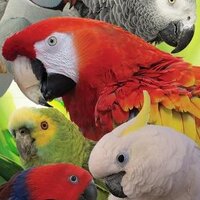 The Oasis Sanctuary (@theoasisorg) 's Twitter Profile