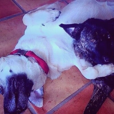 Bear ♡ Bernie ♡ Cole