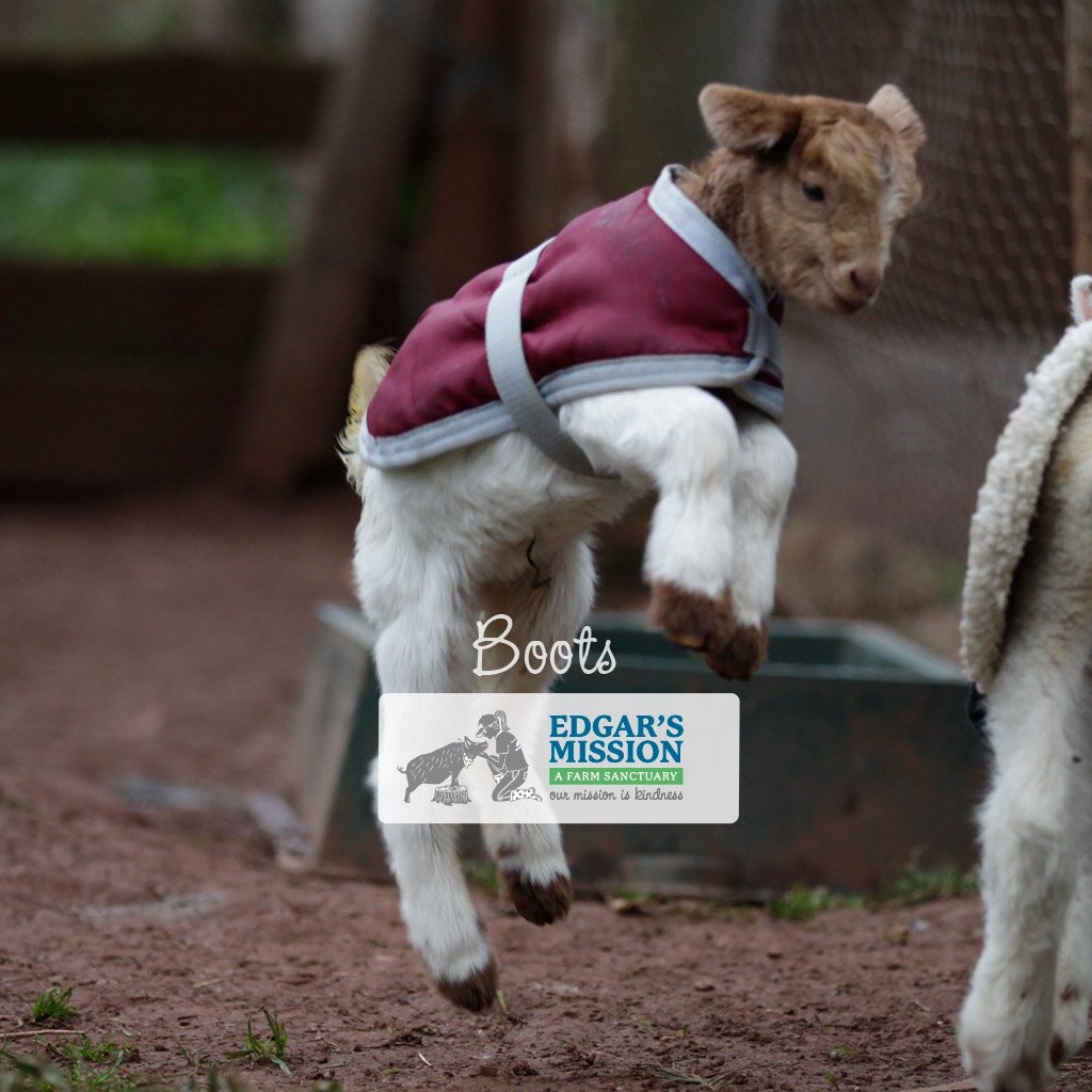 Animals need protection and to have parliamentary representation. This is my mission.