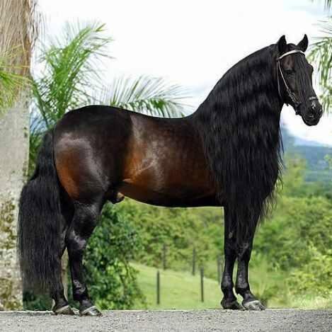 Venta de #CaballosParaLaRaspa solo con las #3B en Colombia