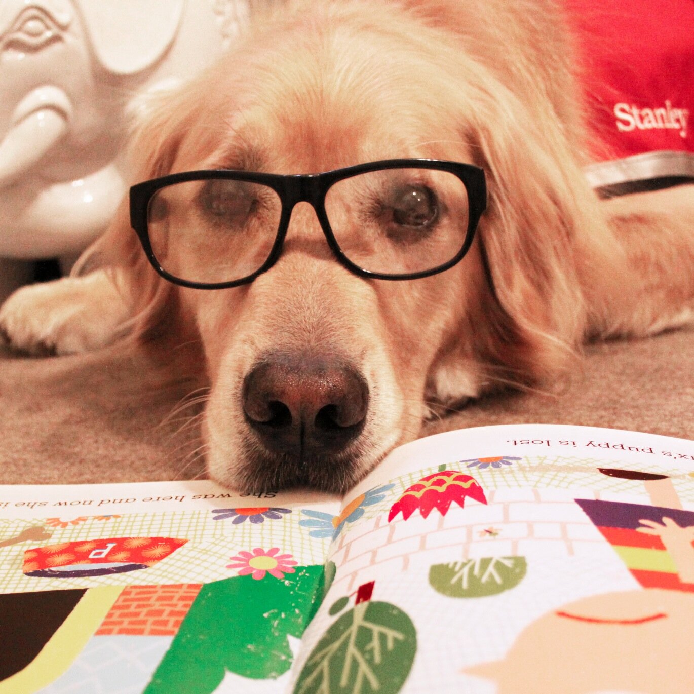 I am a reading dog who visits schools, libraries, and bookstores. I am a certified therapy dog and am starring in a new children's book!