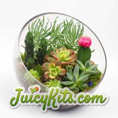 JuicyKits's profile picture. Do-it-yourself terrarium kits for succulents and air plants! Easy to make and easy to care for. A little bit of green makes a big difference. :)