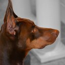 David DiFilippo - @stxbuoy - Twitter