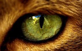 A look at my Crazy World , I SEE THE WORID THROUH MY EYES
MEOW CHAT App @Crazyeye
E- Mail crazynewsworld32@gmail.com