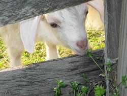 Owner of Breeze Hill Farm in Virginia. Sheep Farmer, Handspinner, and Crazy sports (all) fan!!