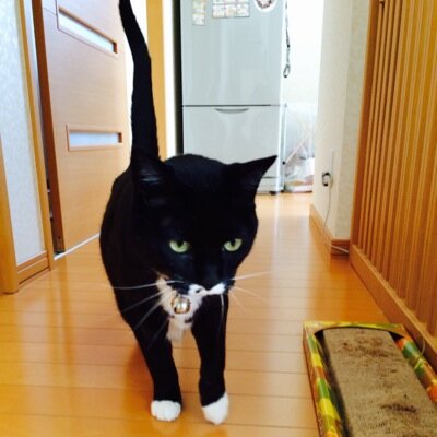 都会アレルギーで富山弁を喋る道産子。ファイターズ応援するおばあちゃん。合唱団ひぐらし週末限定団員。ついったらんどは野球成分多め…？