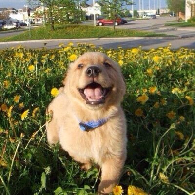 fact_dog's profile picture. some facts about dogs for ya and maybe some adorable dog pics