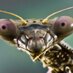 mantidae (@focusonthebass) Twitter profile photo