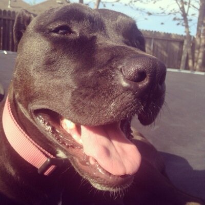 Twitter account for @HomelessNotHopeless on Instagram. Adopt Don't Shop!