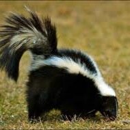 I am just a friendly skunk who is a fan of the band paramore. Last seen in cincinnati ohio ;) the orignal skunk account
