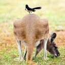 patty ryan - @patraynaryan - Twitter