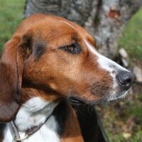 Drevharen (@drevharen) 's Twitter Profile