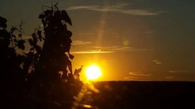 TiefenbachBaden's profile picture. 