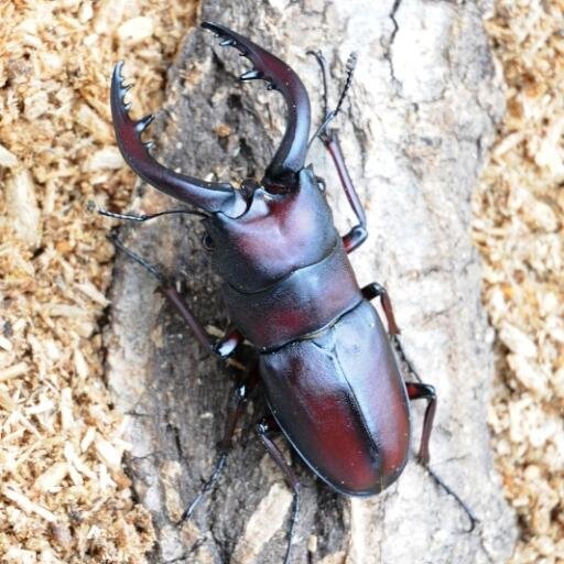 inclinatsus's profile picture. 田舎にいるときは花や虫の写真を撮り、都内に出ると撮影会に行って美しい女性を撮っています。コロナ禍で芝居からは遠ざかってしまいましたが、ライブにはぽつりぽつりと出没。還暦を迎えても耳が従う境地にはほど遠い凡人です。あまりフォロバしません。ごめんなさい。